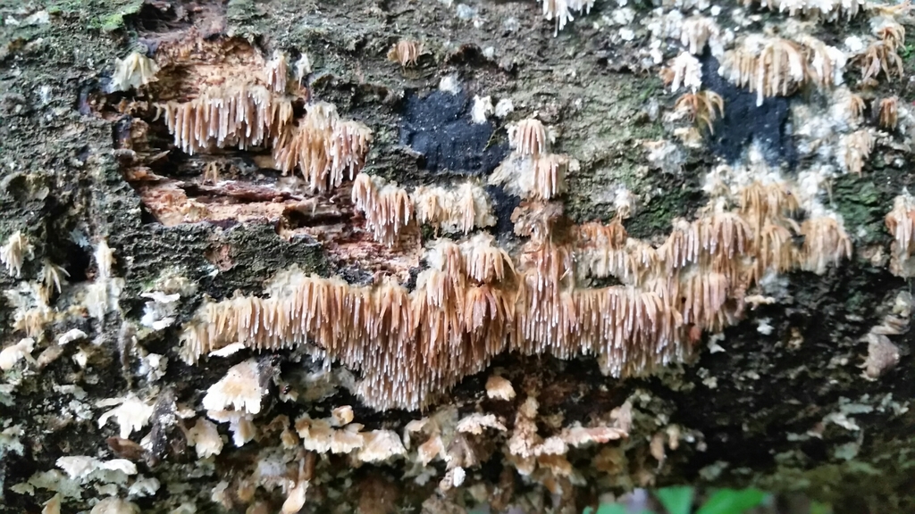 Radulomyces copelandii · November 2018 · photo: © epopov (iNaturalist, cc-by)