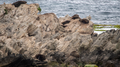 Arctocephalus forsteri