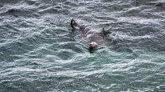 Arctocephalus forsteri