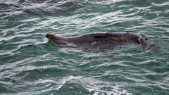 Arctocephalus forsteri