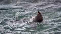 Arctocephalus forsteri