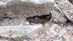 Pseudonaja affinis exilis