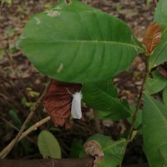 Rupela albina