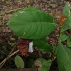Rupela albina