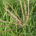 Rhodes Grass - Photo (c) Nick Lambert, some rights reserved (CC BY-NC-SA)