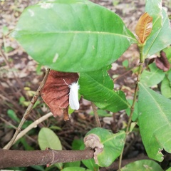 Rupela albina