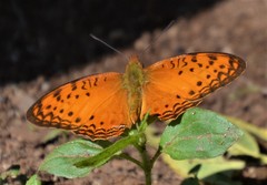 Phalanta