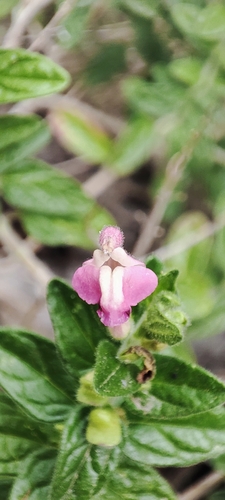 Scutellaria suffrutescens