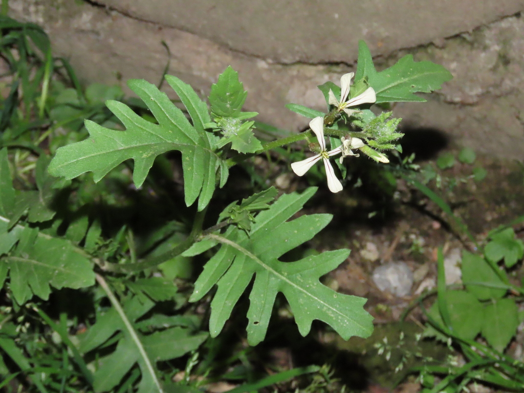 Eruca vesicaria — a medium houseplant, prefers full sun light
