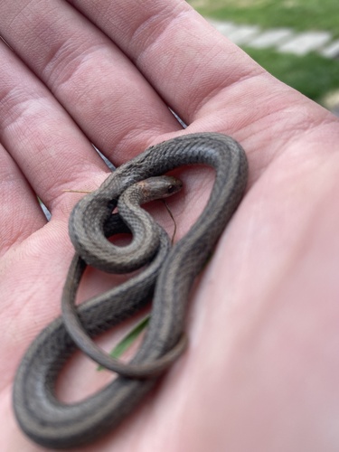 Red-bellied Snake