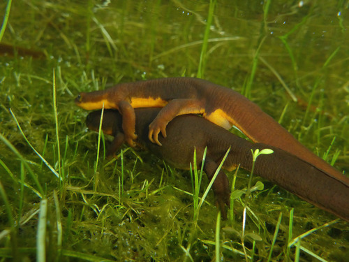 Rough-skinned Newt, photo 2 of 10