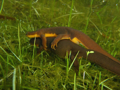 Roughskin Newt photo 2