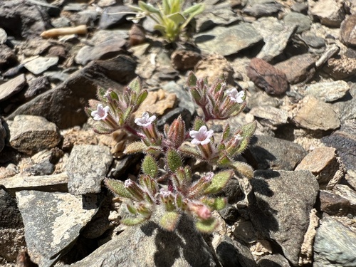 Eggleaf fiddleleaf (Nama pusilla)