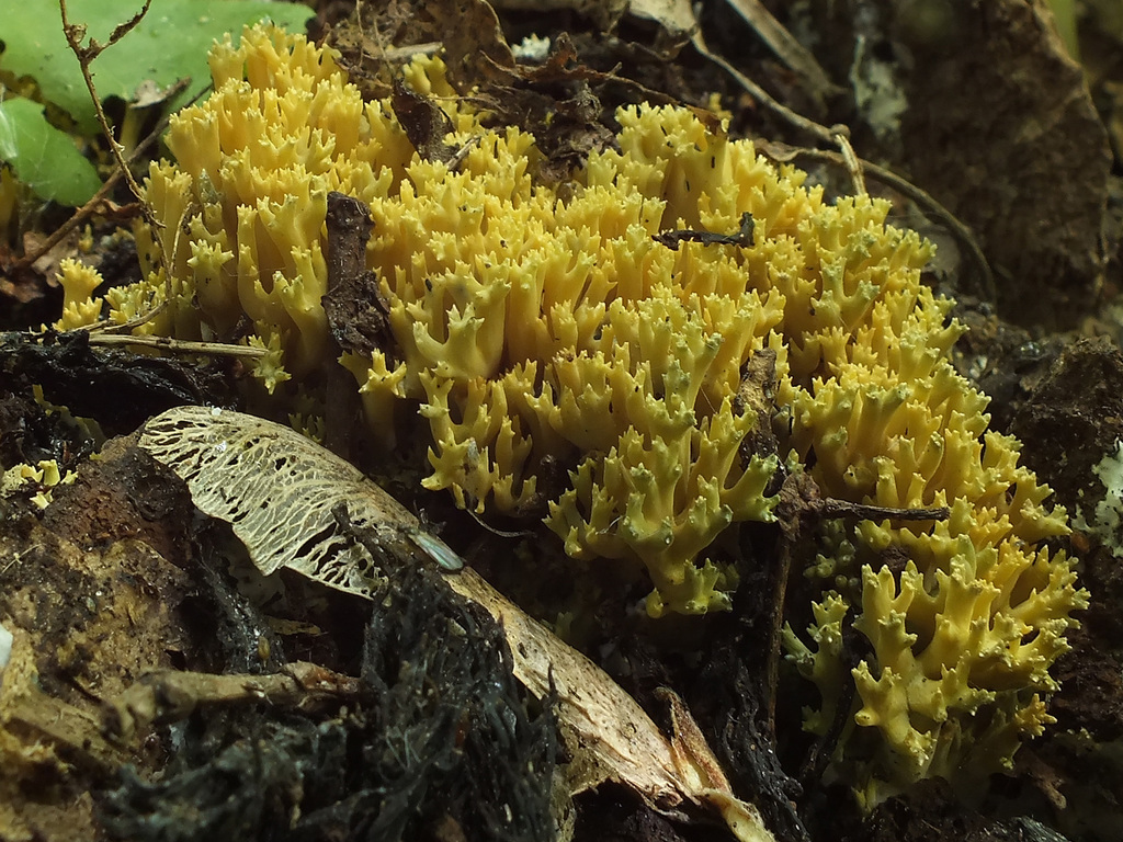 Phaeoclavulina echinovirens