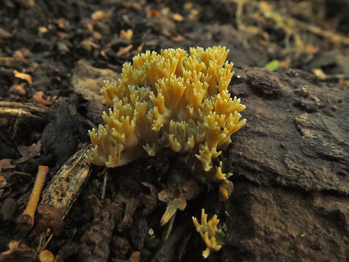 Phaeoclavulina echinovirens image