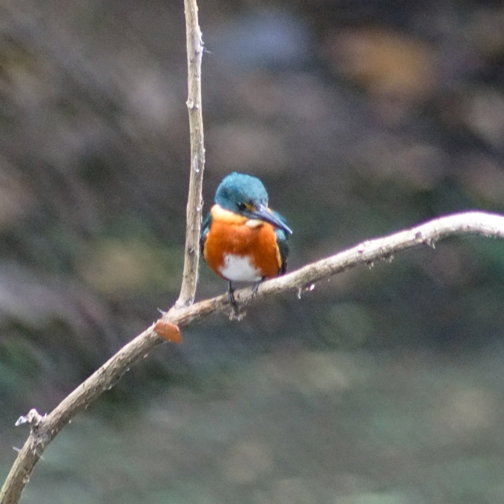 Chloroceryle aenea aenea