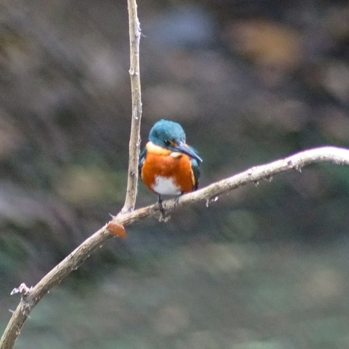 Chloroceryle aenea aenea
