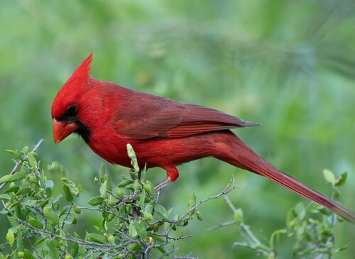 Northern Cardinal photographed in Arizona