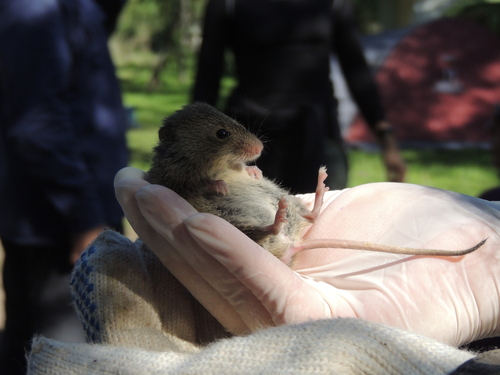 Azara's Grass Mouse