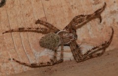 Araneus cavaticus