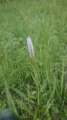 Gymnadenia densiflora