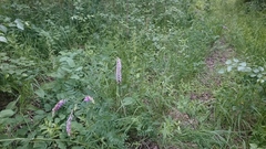 Gymnadenia densiflora