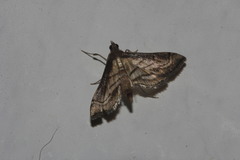 Marasmia trapezalis