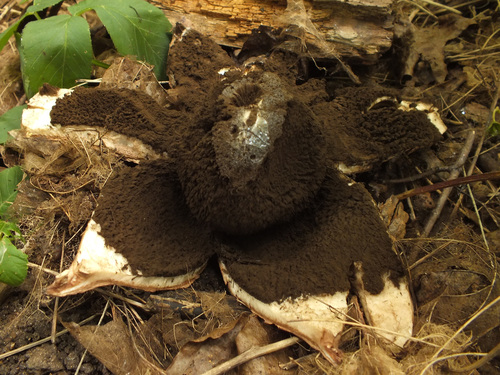 Geastrum melanocephalum image
