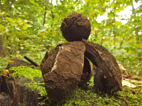 Geastrum melanocephalum image