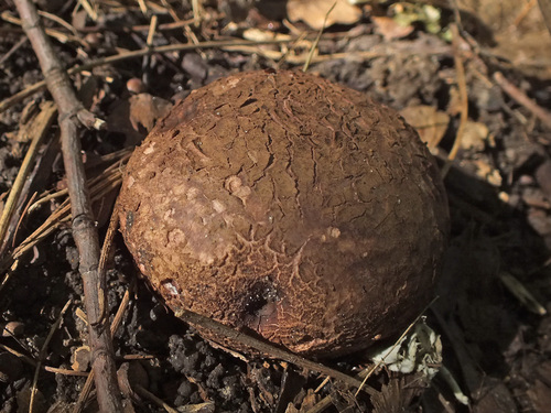 Geastrum melanocephalum image