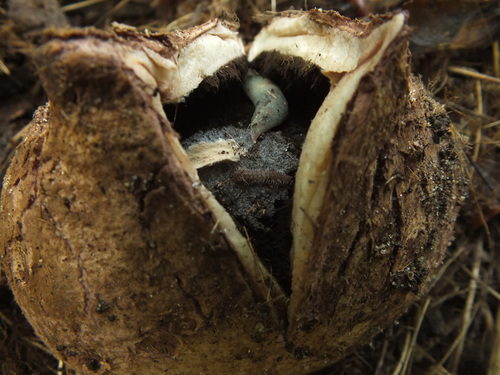 Geastrum melanocephalum image