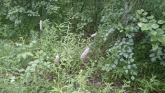 Gymnadenia densiflora