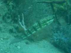 Amblygobius albimaculatus