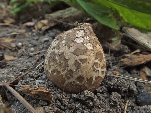 Geastrum melanocephalum image
