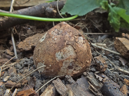 Geastrum melanocephalum image