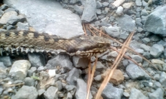 Vipera seoanei
