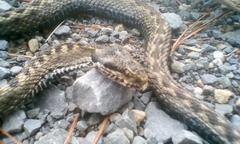 Vipera seoanei
