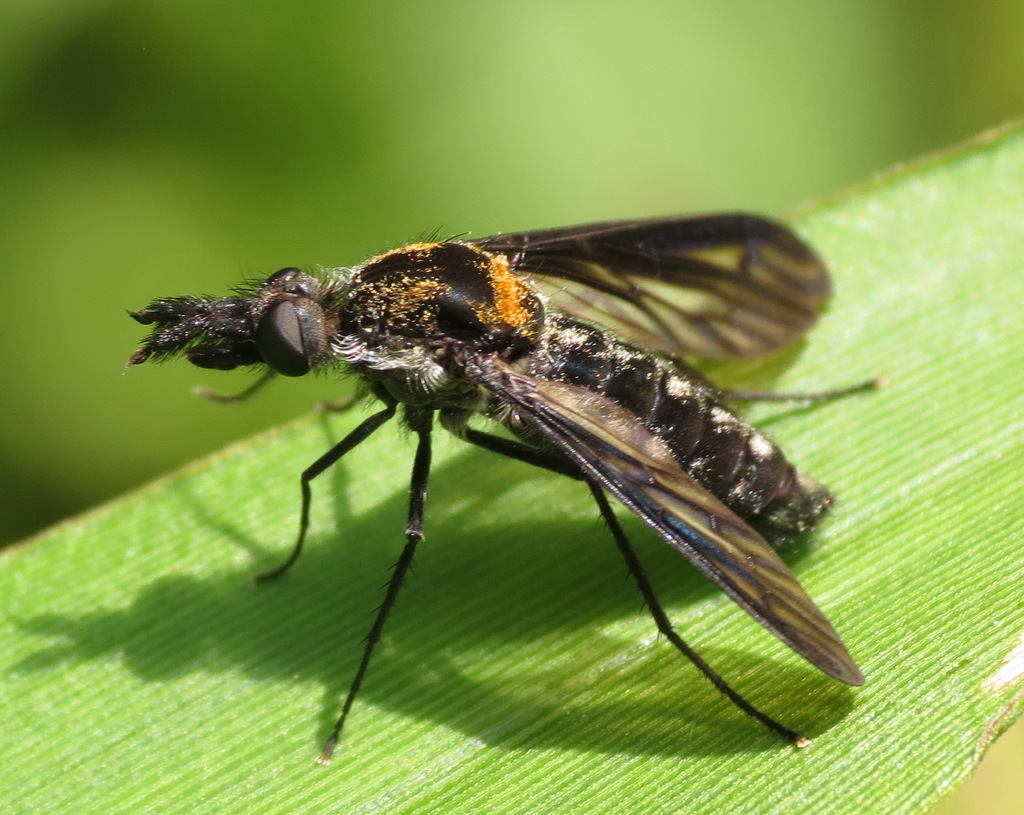 Aldrichia