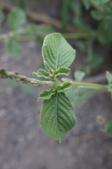 Achyranthes indica