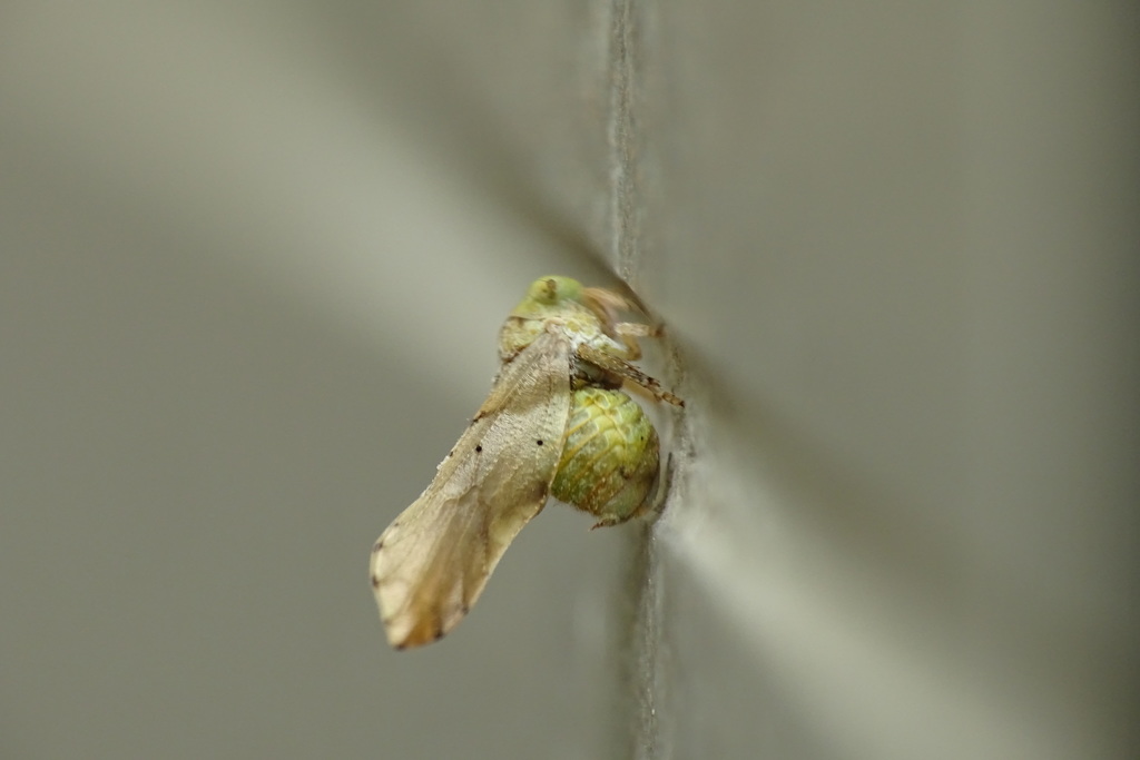 Tropidocephalini