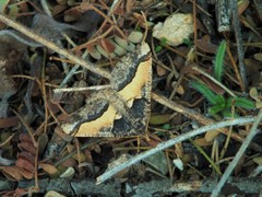 Frederickia hypaethrata