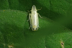 Sophonia longitudinalis
