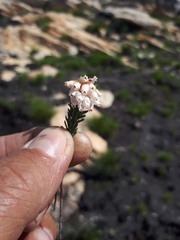 Erica maderi