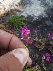 Indigofera sp-aff-humifusa
