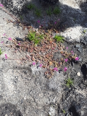 Indigofera sp-aff-humifusa