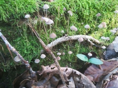 Mycena erubescens