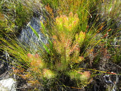 Leucadendron comosum comosum