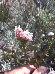 Sorocephalus lanatus