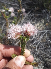 Sorocephalus lanatus