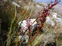 Struthiola macowanii